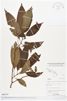 登錄號:BS03747藏品圖，第1張