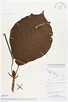 登錄號:BS03750藏品圖，第1張