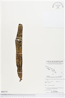 登錄號:BS03751藏品圖，第1張