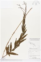 登錄號:BS03754藏品圖，第1張