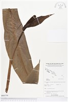 登錄號:BS03756藏品圖，第1張