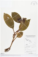 登錄號:BS03757藏品圖，第1張