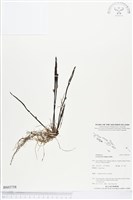 登錄號:BS03758藏品圖，第1張