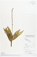 登錄號:BS03761藏品圖，第1張