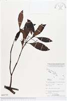 登錄號:BS03763藏品圖，第1張