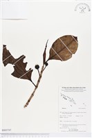 登錄號:BS03765藏品圖，第1張