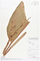 登錄號:BS03766藏品圖，第1張