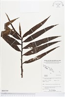 登錄號:BS03769藏品圖，第1張