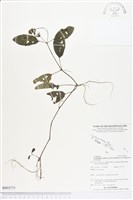 登錄號:BS03771藏品圖，第1張