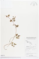 三翅萼藏品圖，第1張