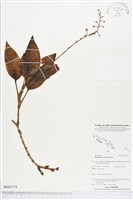 登錄號:BS03774藏品圖，第1張