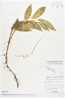 登錄號:BS03775藏品圖，第1張