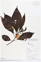 登錄號:BS03776藏品圖，第1張