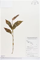 登錄號:BS03777藏品圖，第1張