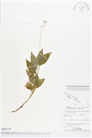 登錄號:BS03778藏品圖，第1張