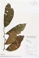 登錄號:BS03780藏品圖，第1張