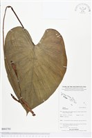 登錄號:BS03781藏品圖，第1張