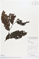 登錄號:BS03782藏品圖，第1張