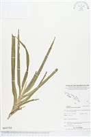 登錄號:BS03783藏品圖，第1張