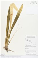 登錄號:BS03784藏品圖，第1張