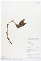 登錄號:BS03785藏品圖，第1張