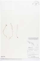 登錄號:BS03786藏品圖，第1張