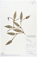 登錄號:BS03787藏品圖，第1張