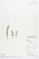 登錄號:BS03788藏品圖，第1張