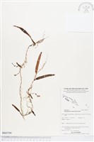 登錄號:BS03789藏品圖，第1張