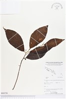 登錄號:BS03790藏品圖，第1張