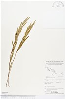 登錄號:BS03791藏品圖，第1張