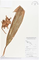 登錄號:BS03792藏品圖，第1張