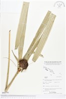 登錄號:BS03793藏品圖，第1張