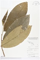 登錄號:BS03794藏品圖，第1張