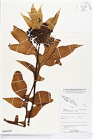 蒟蒻薯藏品圖，第1張