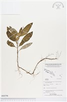 登錄號:BS03796藏品圖，第1張