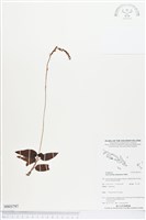 登錄號:BS03797藏品圖，第1張