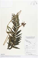 登錄號:BS03799藏品圖，第1張