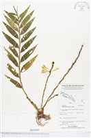 登錄號:BS03800藏品圖，第1張