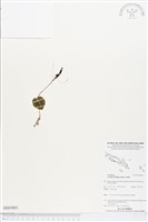 登錄號:BS03801藏品圖，第1張