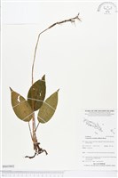 滿綠隱柱蘭、美唇隱柱蘭藏品圖，第1張