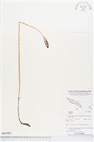 登錄號:BS03805藏品圖，第1張