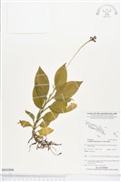 登錄號:BS03806藏品圖，第1張