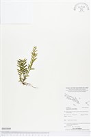 登錄號:BS03809藏品圖，第1張