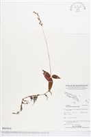 登錄號:BS03810藏品圖，第1張