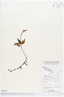 登錄號:BS03811藏品圖，第1張