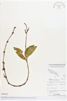 登錄號:BS03813藏品圖，第1張