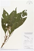 登錄號:BS03817藏品圖，第1張