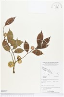 登錄號:BS03819藏品圖，第1張