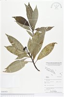 登錄號:BS03821藏品圖，第1張